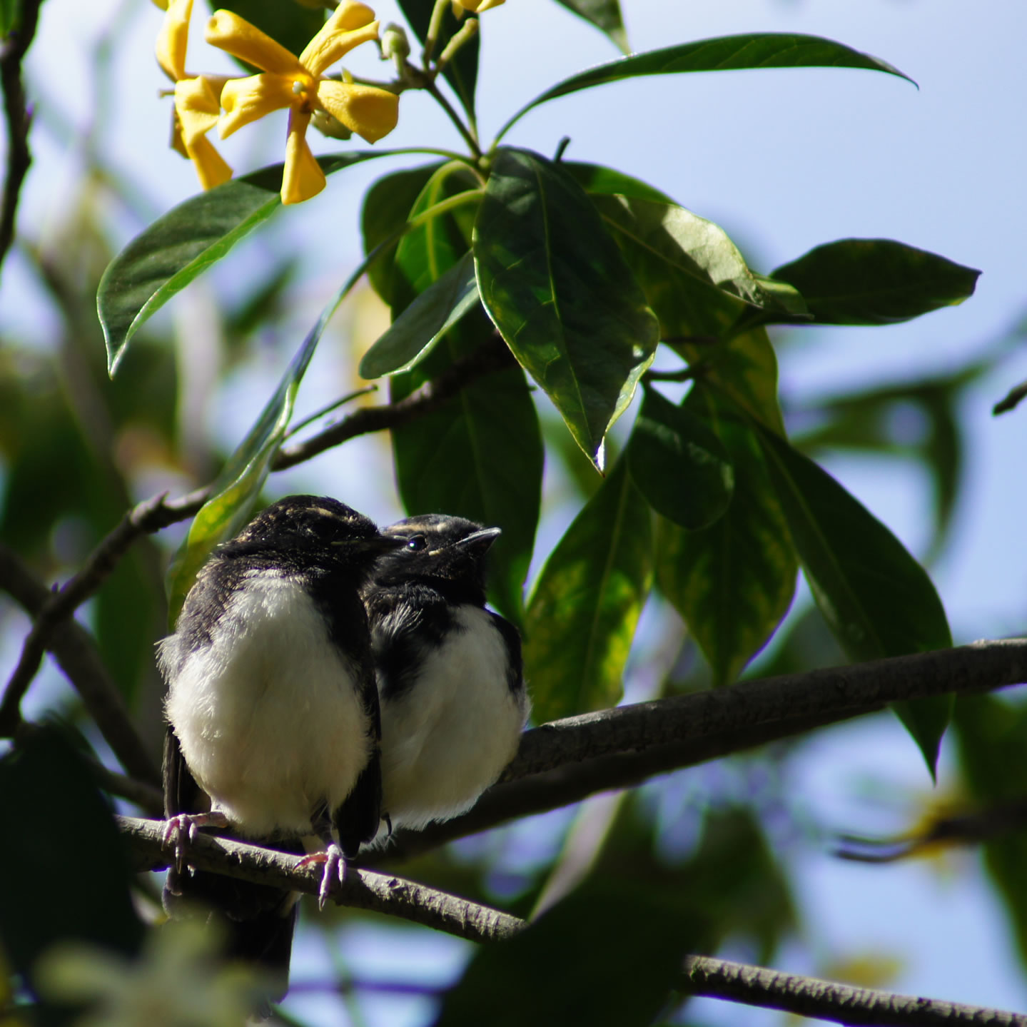 Baby wagtails